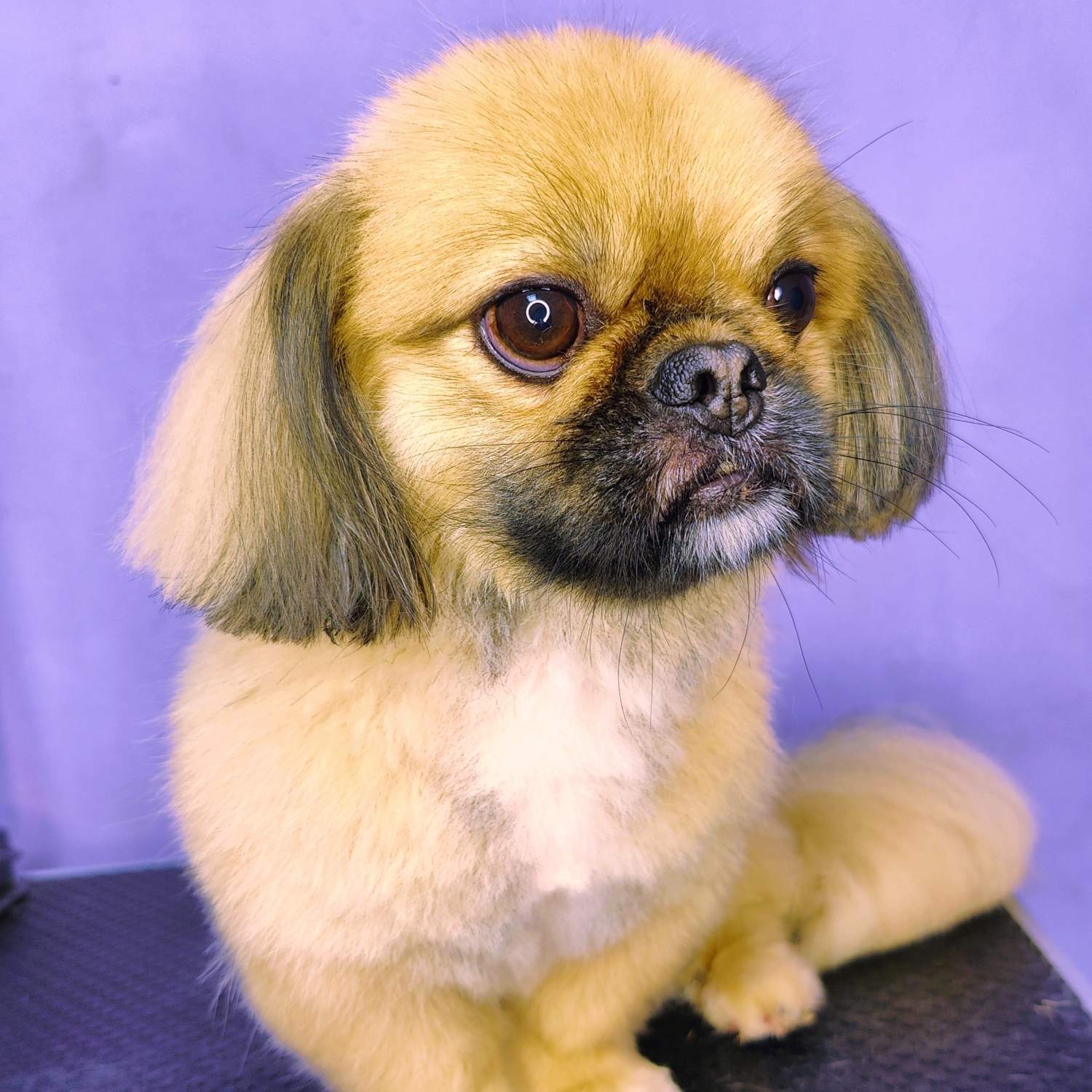 Pekingese