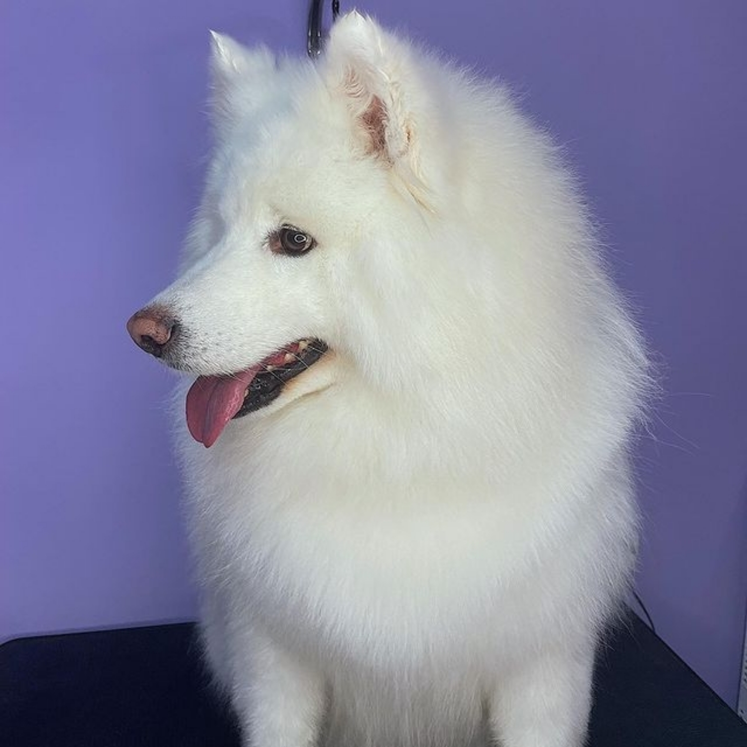 Samoyed husky