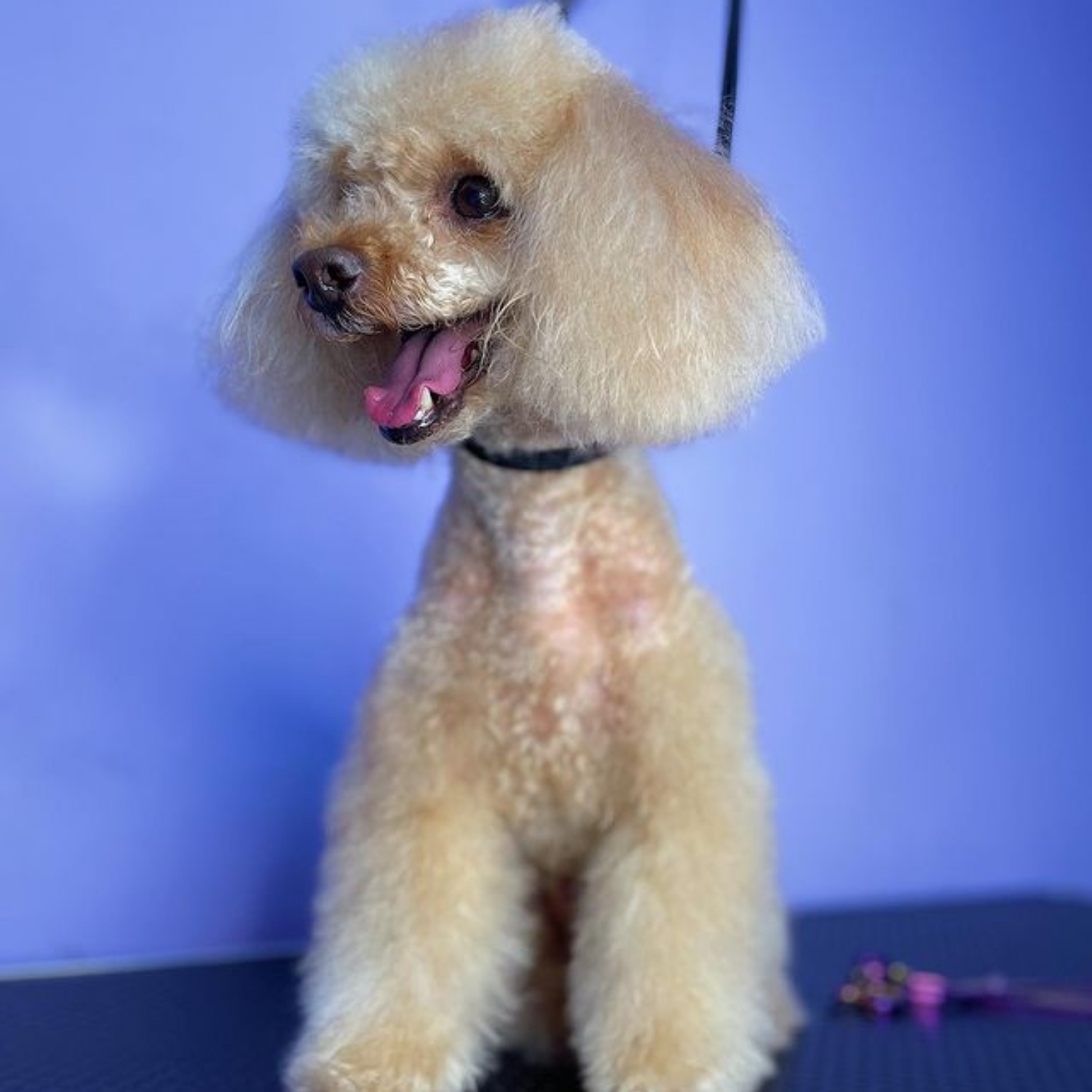 Poodle (mic)