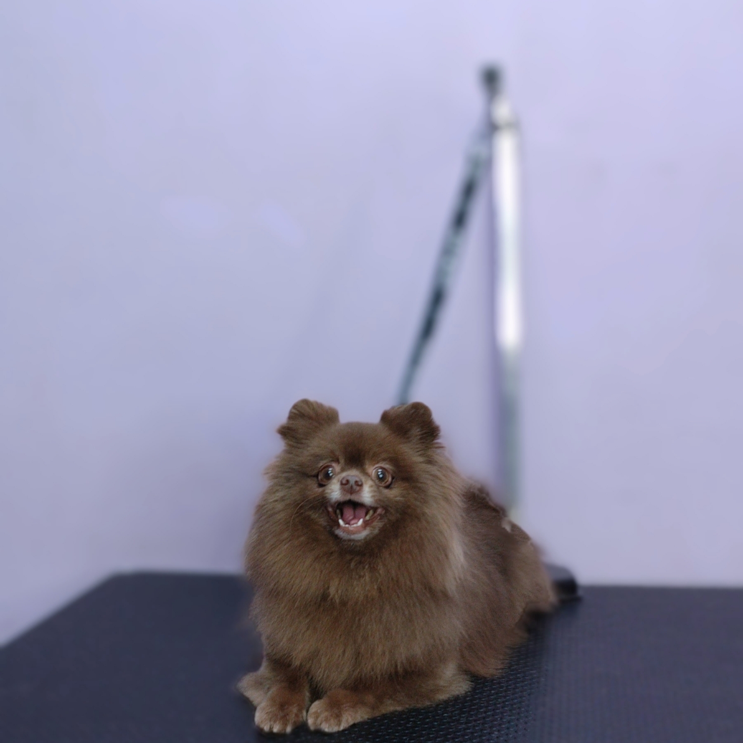 Spitz