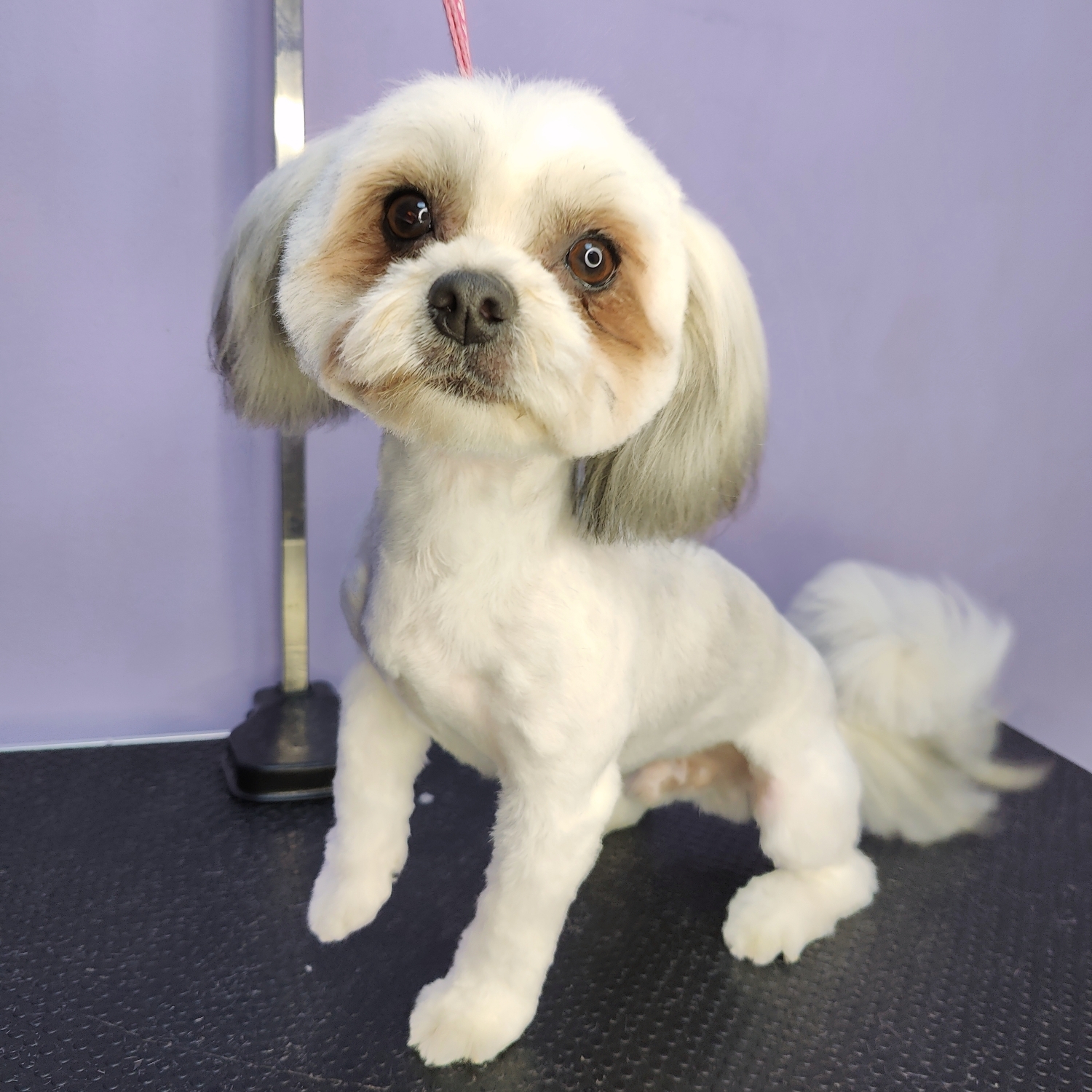 Shih Tzu