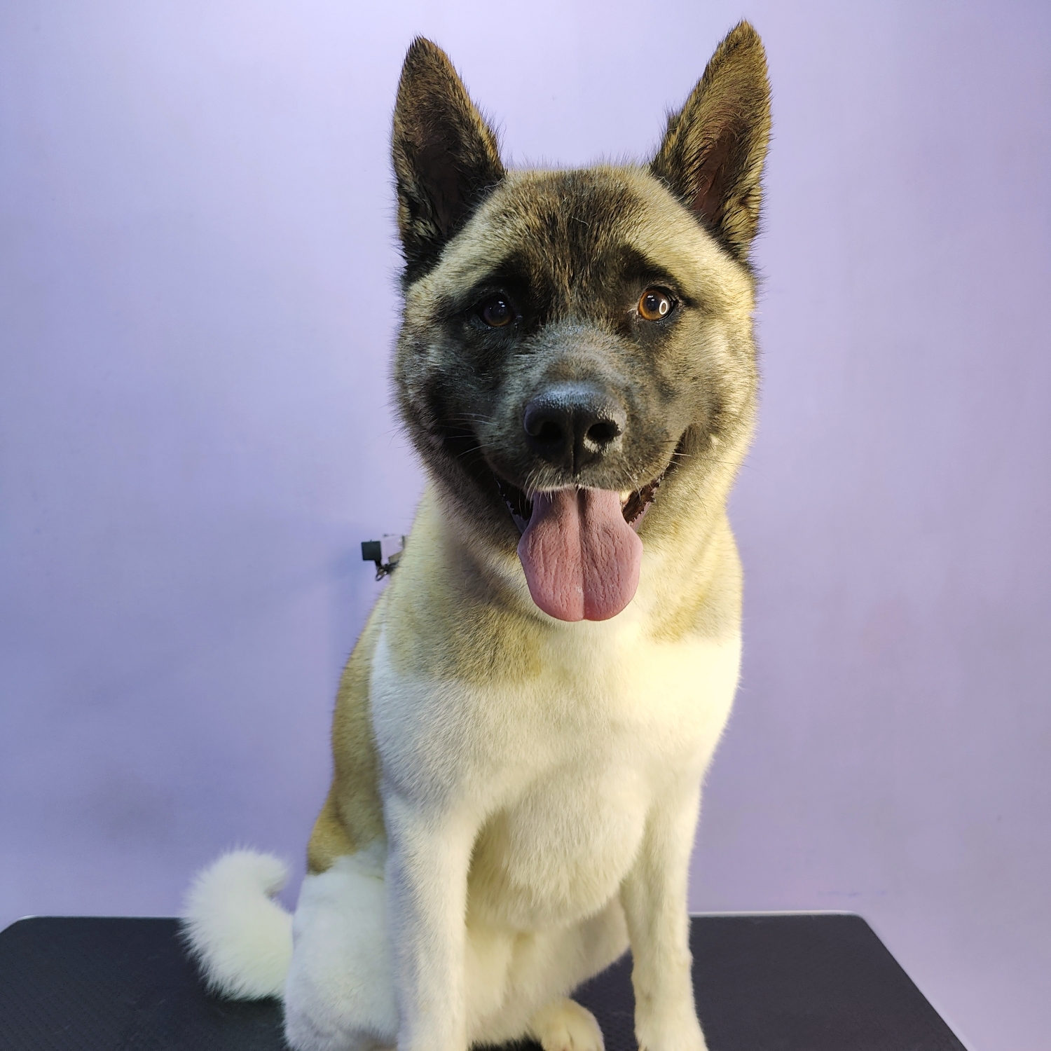 Akita american