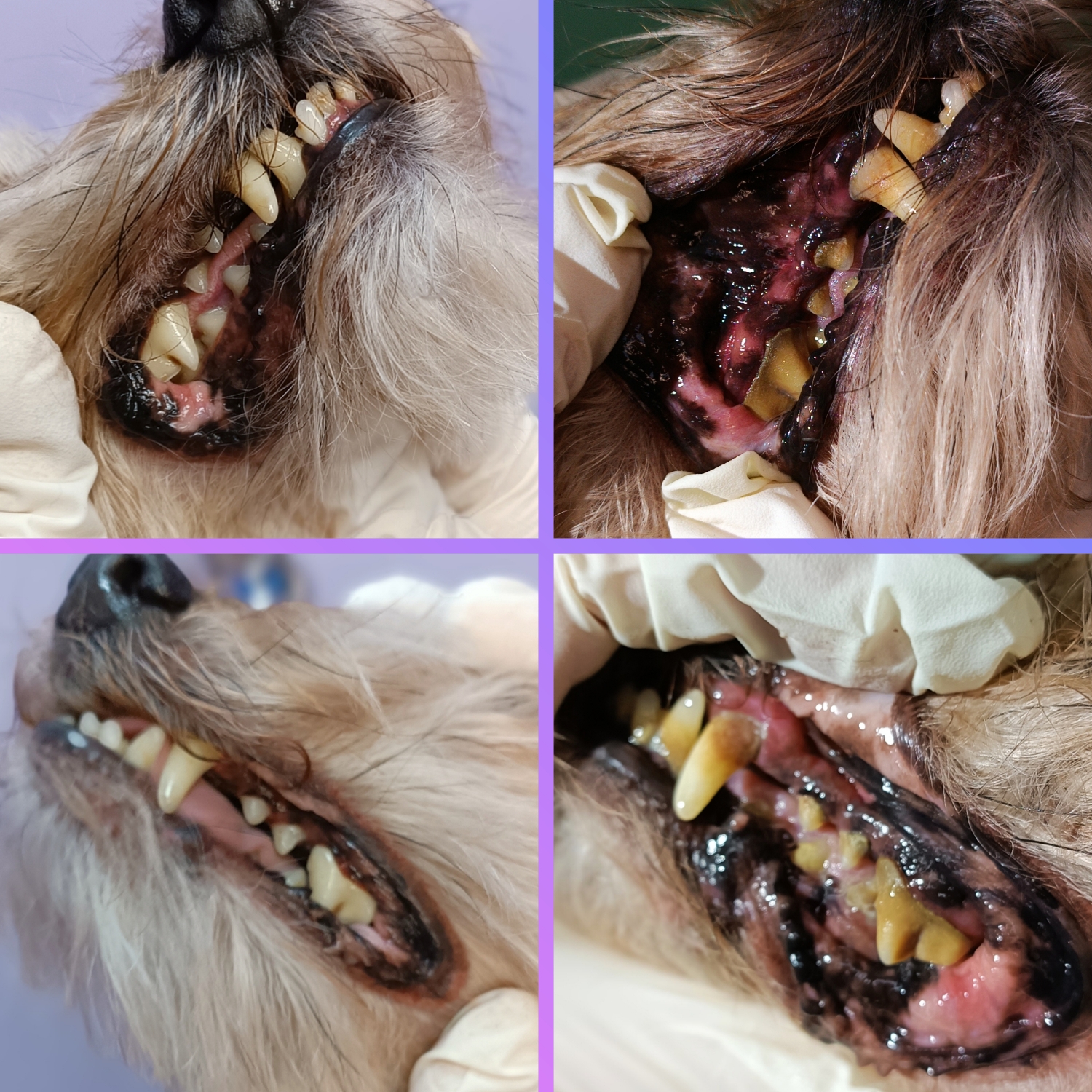 Yorkshire terrier
