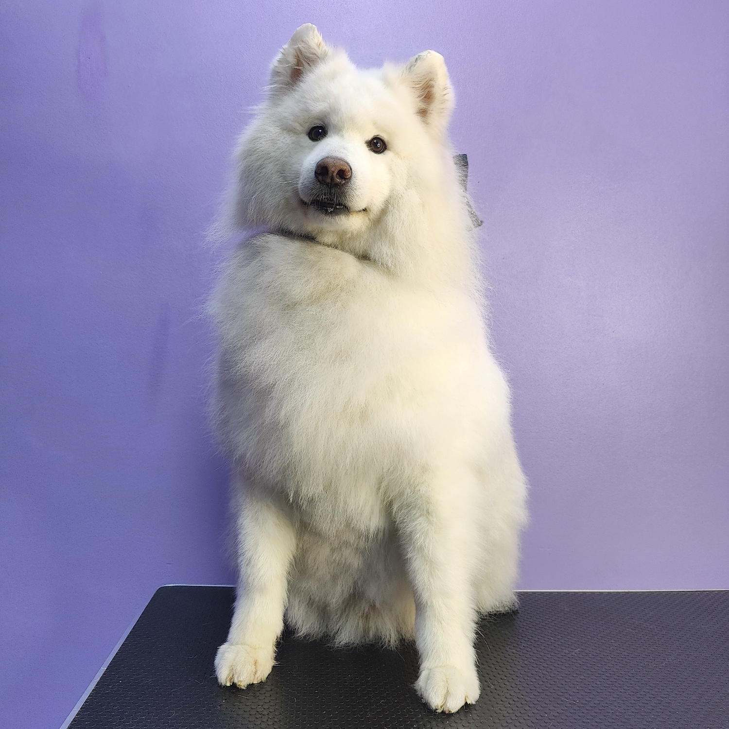 Samoyed husky