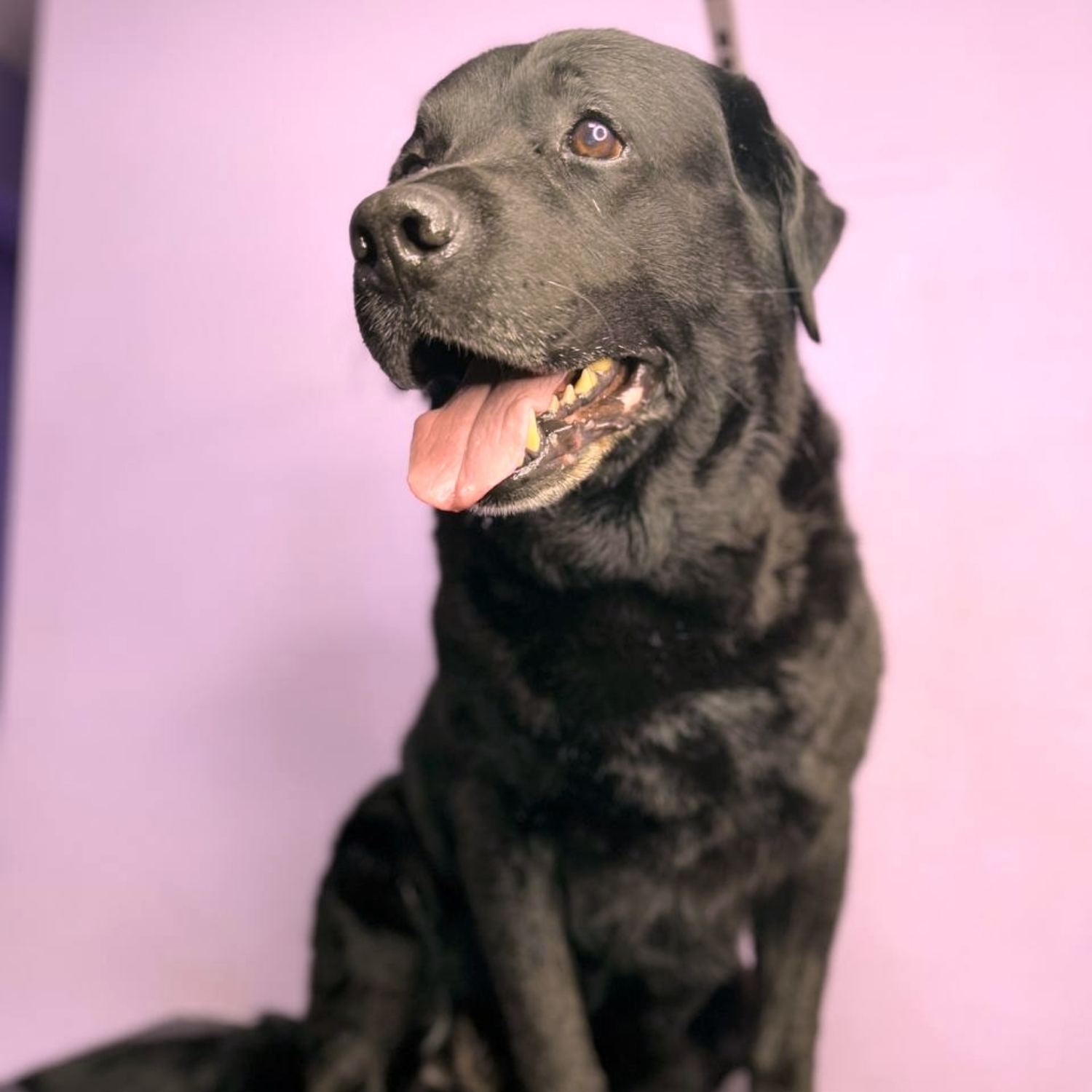 Labrador