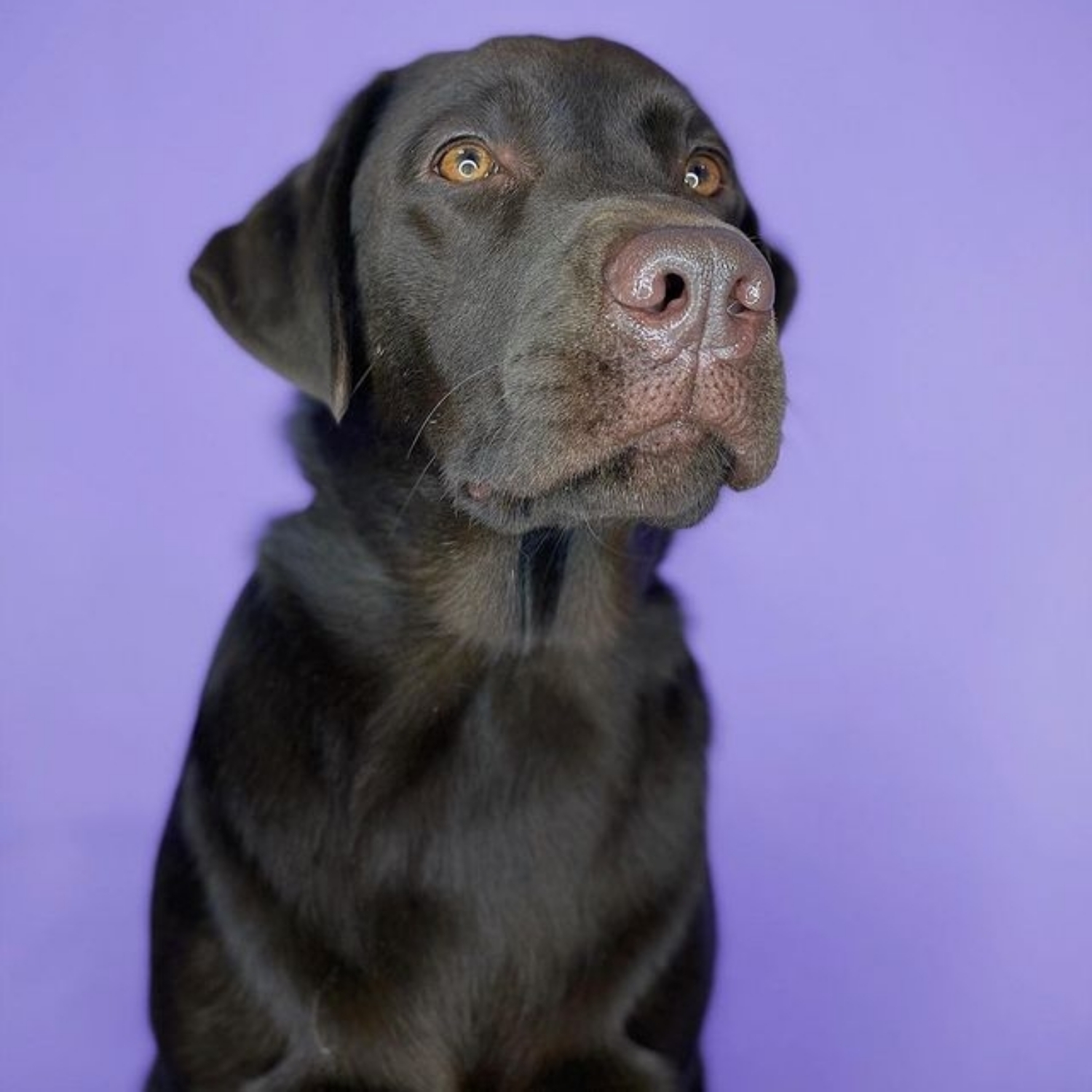 Labrador