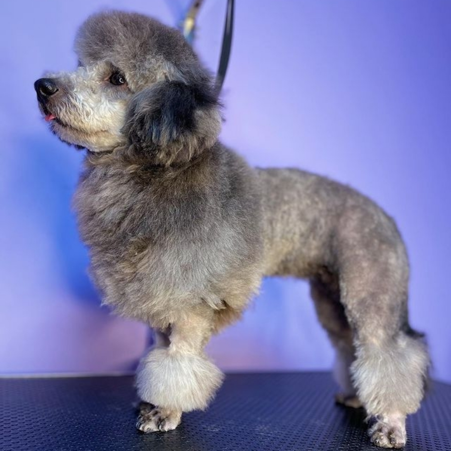 Poodle (mic)
