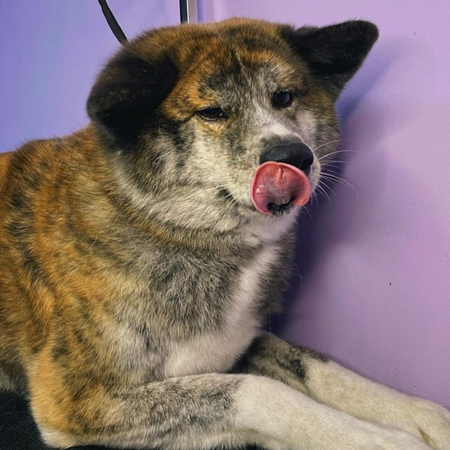 Akita Inu